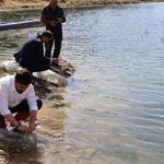 Sulama Göletine 25 Bin Aynalı Sazan Yavrusu Bırakıldı