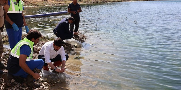Sulama Göletine 25 Bin Aynalı Sazan Yavrusu Bırakıldı